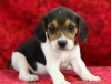Vet checked beagle puppies available now.